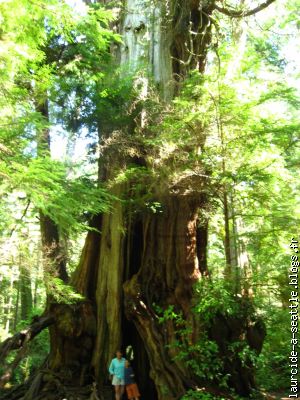 Le Big Cedar Tree,un arbre ENORME au - 30 personnes pour faire le tour