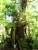 Le Big Cedar Tree,un arbre ENORME au - 30 personnes pour faire le tour